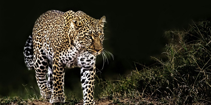 The best time to head to the Cauvery Wildlife Sanctuary is during the winter season.