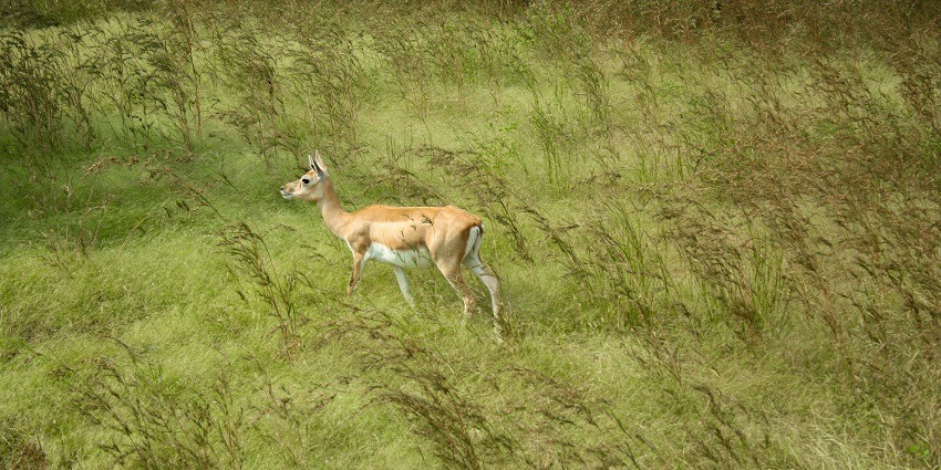 The appropriate time to explore Gujarat is during winters from November to March.
