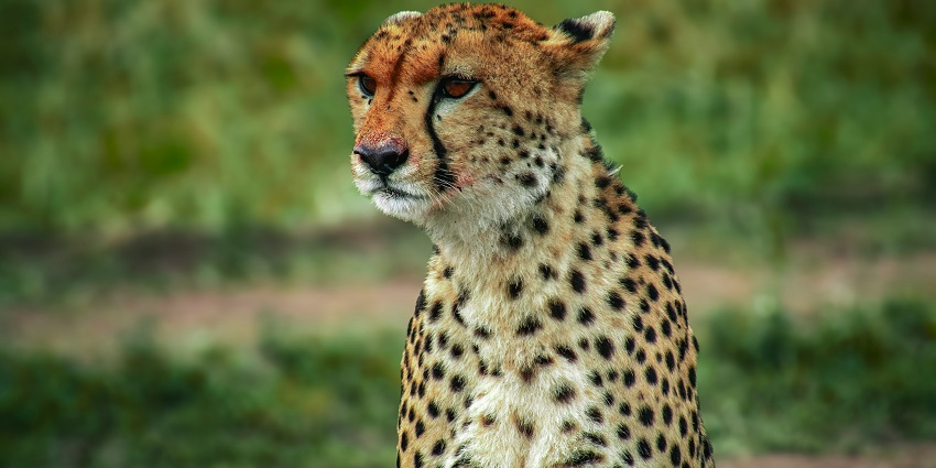 The best time to visit the Chincholi Wildlife Sanctuary is during the winter season.
