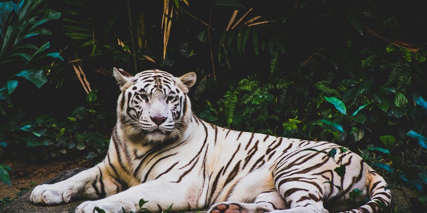 The best time to experience Brahmagiri Wildlife Sanctuary activities is during winters.
