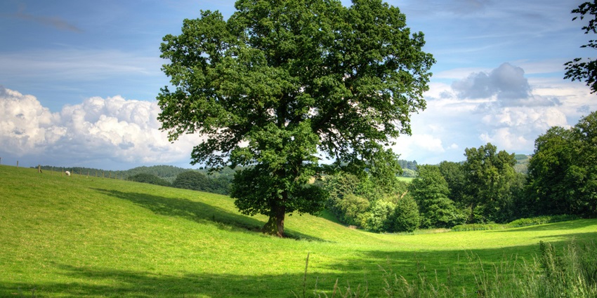 The landscape picture of the lush beautiful green hills of Madhya Pradesh covered in Vegetation