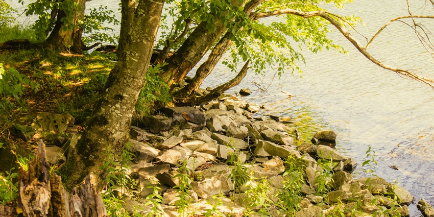 A mesmerising view of a sparkling water body surrounded by lush greenery during the day.