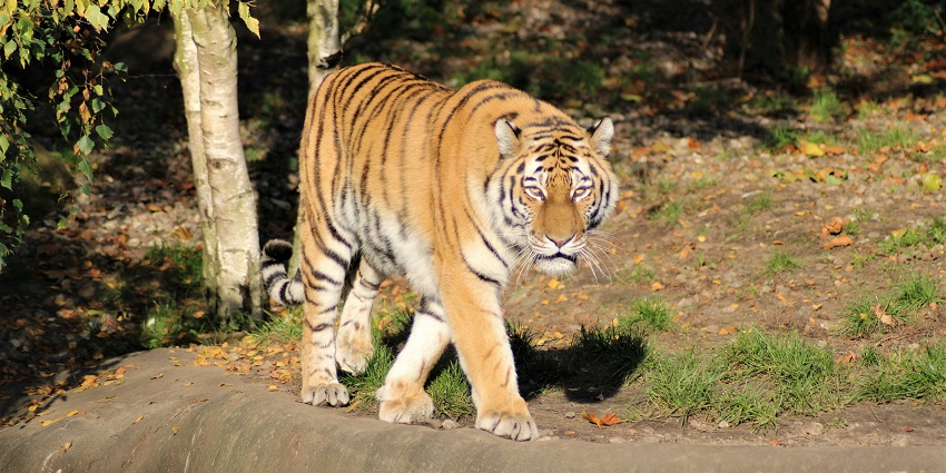 The best time to get to the Bandipur Wildlife Sanctuary is during the winter months.