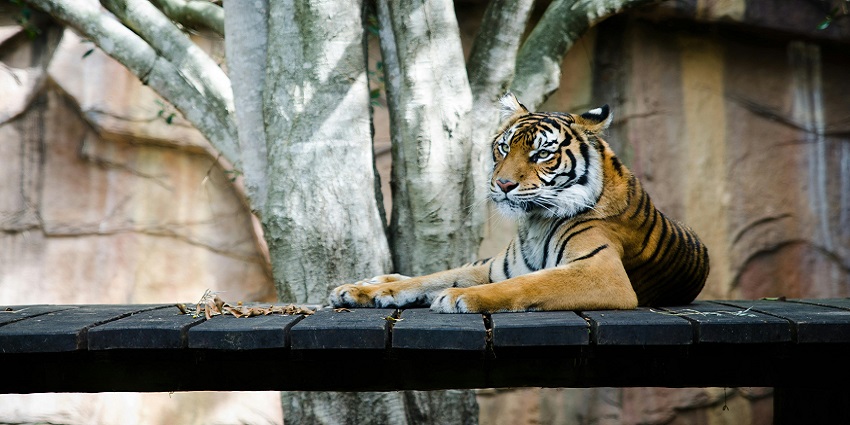 The most opportune time to visit the zoo in Mangalore is during the winter season.