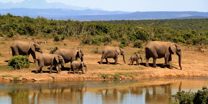 An image of a wildlife reserve with elephants walking alongside a river that flows through the park.