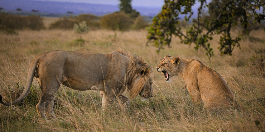 Distant shot of a lion and a lioness amidst the golden meadows