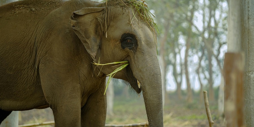 A picture representing an elephant with a bunch of grass on its head in the wildlife sanctuary.