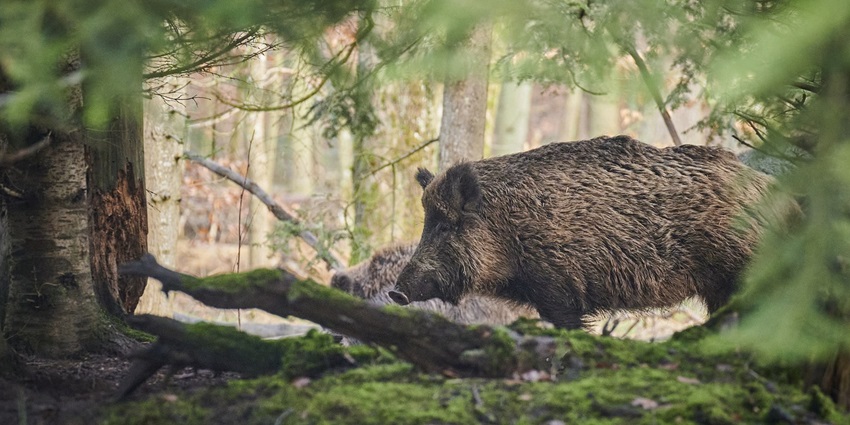 A wild boar resting in its habitat, illustrating some of the diverse fauna of Orchha Wildlife Sanctuary