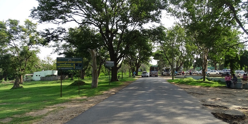 The best time to visit Bandipur National Park is during winter.