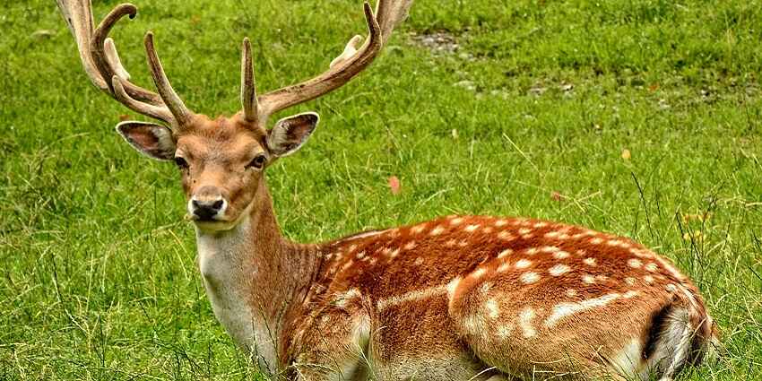 Picture of a brown deer with large horns, standing the lush grounds