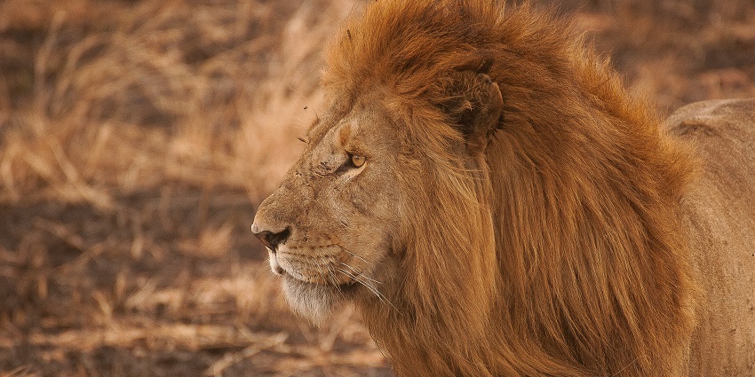 The best time to explore Gujarat is from November to March when the weather is cool.