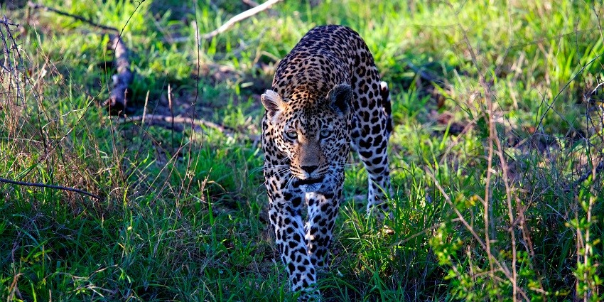 The appropriate time to explore Shoolpaneshwar Wildlife Sanctuary is during winter.