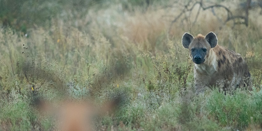 The appropriate time to visit Barda Wildlife Sanctuary is between October and March.
