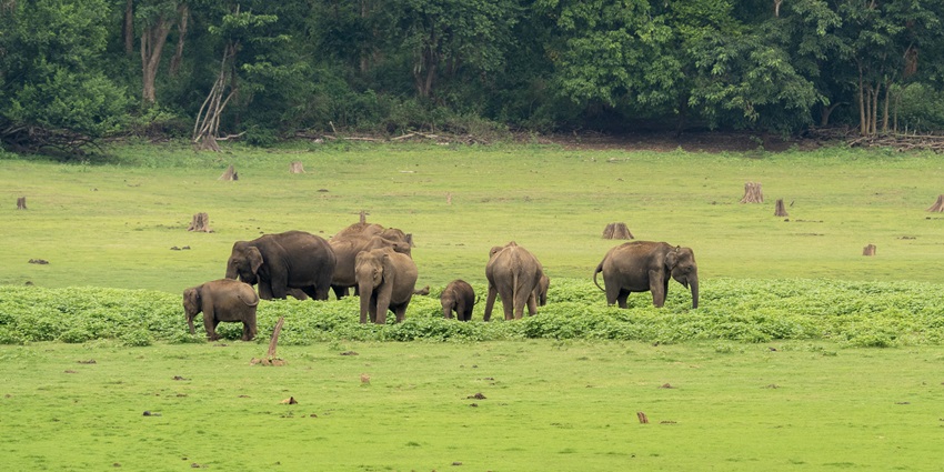 The best time to capture Kabini wildlife sanctuary photos is during winter