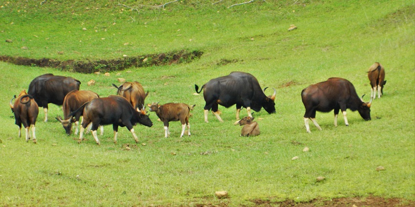 Image of a herd of gaurs roaming around Kammasandra wildlife sanctuary