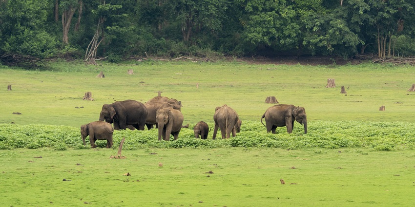 The best time to capture rangayyanadurga wildlife sanctuary photos is during winter
