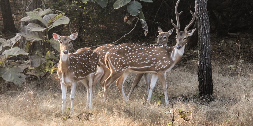 Sanspshot of the rare group of Chitals spotted in the wildlife park in Gujarat.