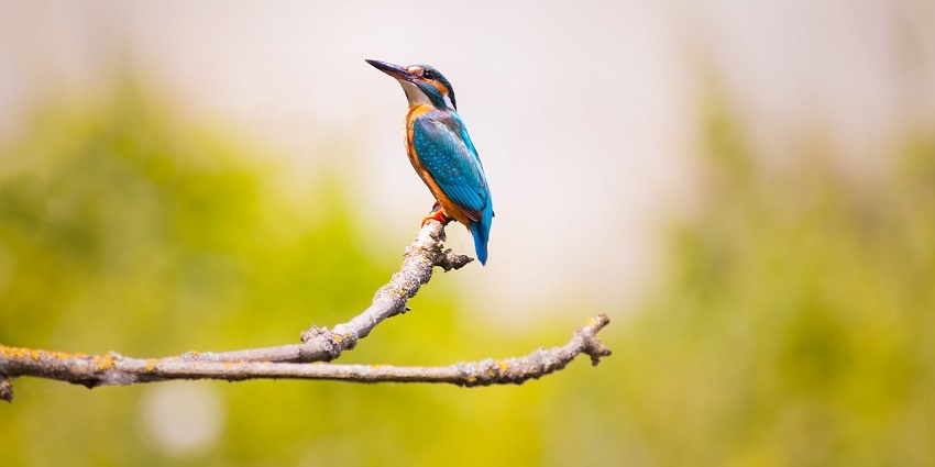 The best time to visit and capture Pushpagiri Wildlife Sanctuary photos is during winter.