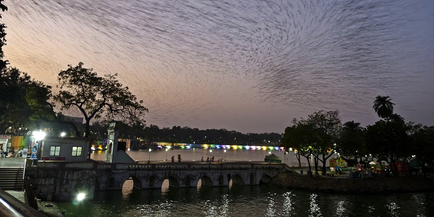 The best time to visit Lambha Temple is during winter–The snap of birds flying over the Ahmedabad