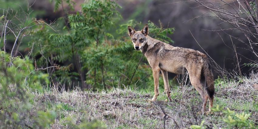 A snippet from Narayan Sarovar Wildlife Sanctuary photos