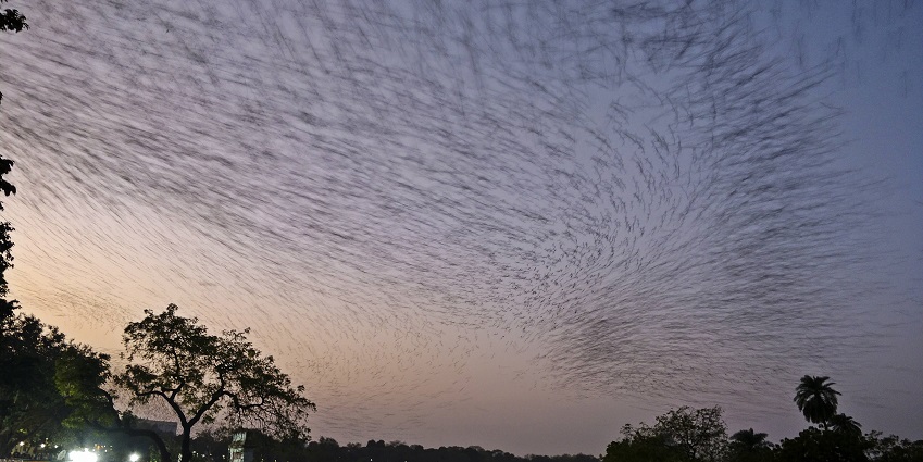 The rosy starling murmuration over the Kankaria Lake is the best time to visit Junagadh Zoo.