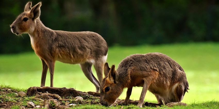 Pampas rabbits in the wild, showcasing their fluffy coats and natural behaviour, a usual wildlife activity in Palampur Zoo