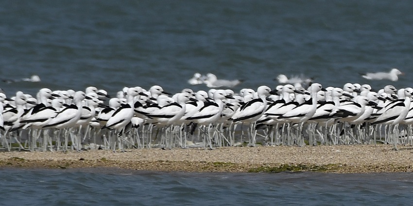 A huge group of water birds sitting at a shore near the Reliance Zoo