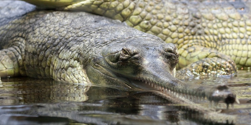 Close-up of a gharial, showcasing its long, sharp teeth and rugged skin partially submerged in water, highlighting its unique adaptations.