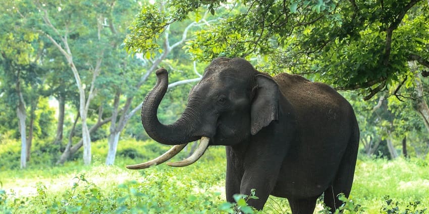 A wild elephant roaming in its habitat, representing the varied fauna of the nature