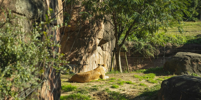 Snapshot from the wildlife sanctuary where a lion is resting in its natural habitat in Jungle