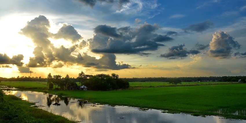A lush, green landscape of Madhya Pradesh during the monsoon season, showcasing dense vegetation and a vibrant, rain-soaked environment.