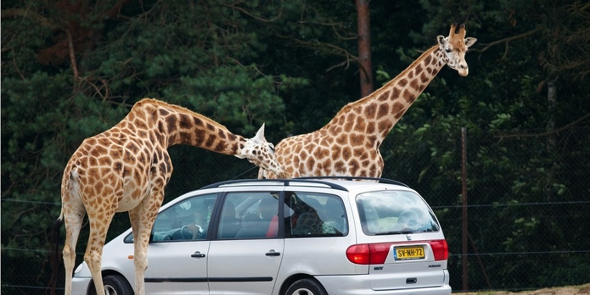 View giraffes and more while on this safari in Gujarat during the winter season