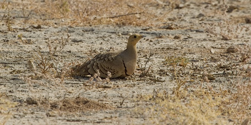 A male Chestnut-bellied Sandgrouse standing gracefully in the Desert National Park.