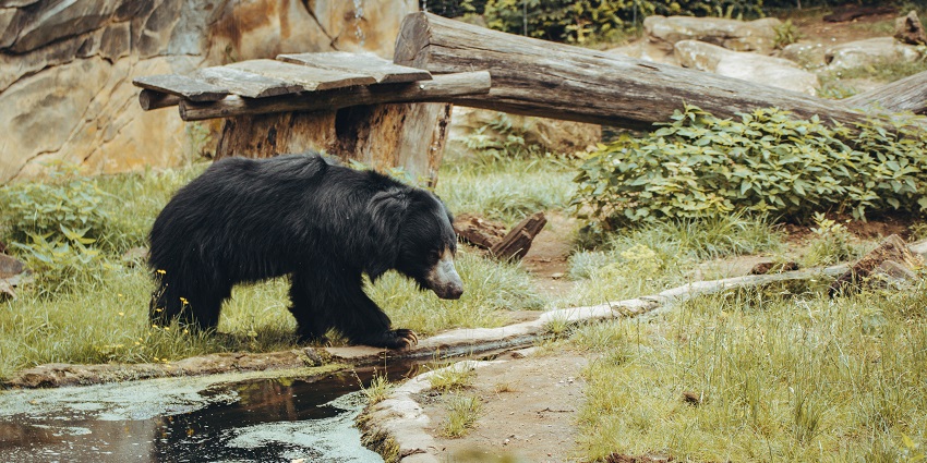 A breathtaking view of a black and white bear in a lush forest during the daytime.