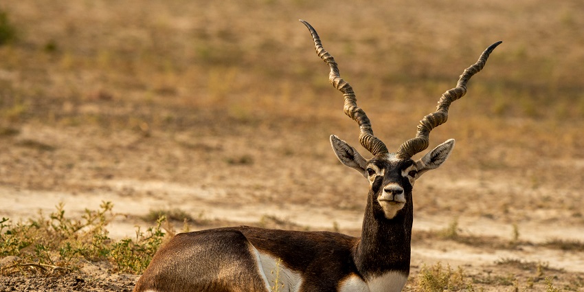 A long-horned blackbuck or antelope at the Tal Chhapar Wildlife Sanctuary during the winter months.