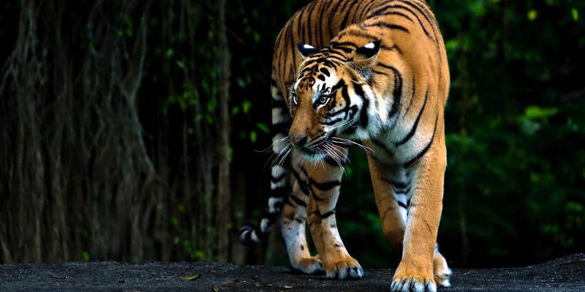 Wildlife with a diverse range of animals in their natural habitat including wild boar.