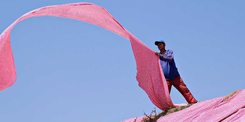 Worker hanging pink fabrics to dry, showcasing traditional textile techniques near Anokhi Museum.