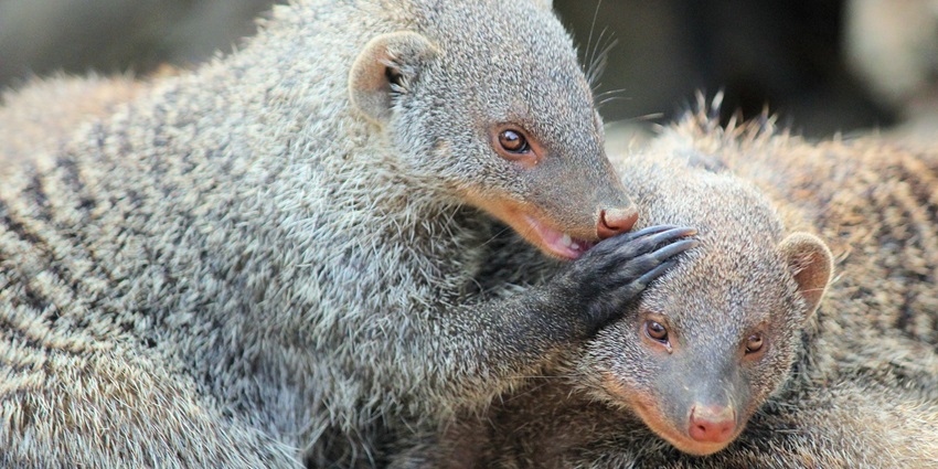 A pair of mongooses playing in Mukundra Hills National Park, the park's lively wildlife.
