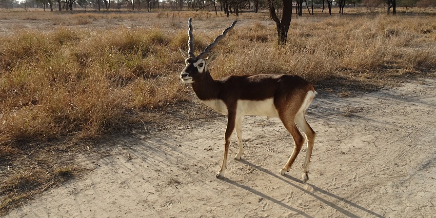 An image showing a blackbuck standing gracefully in a grassy field, showcasing its sleek body and prominent spiral horns.