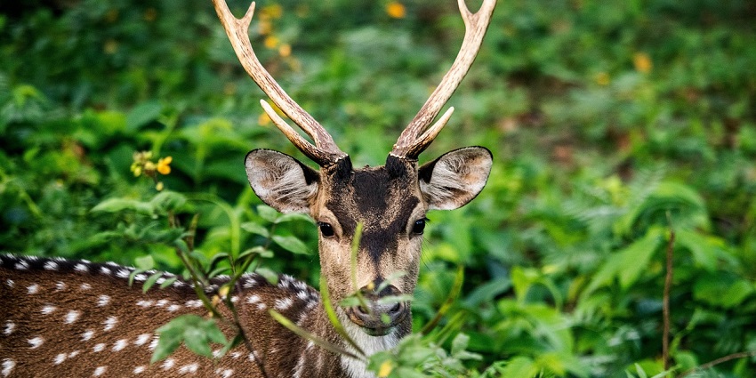 A spotted deer, also known as chital, commonly seen roaming freely in Ghatigaon Wildlife Sanctuary