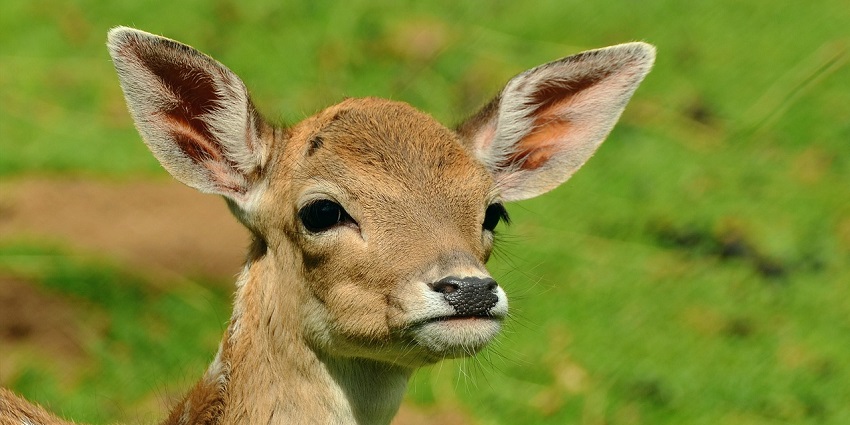 Fawn grazing in Jawahar Sagar Sanctuary, highlighting the area's rich wildlife diversity.