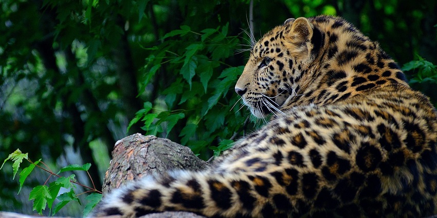 Leopard resting in Phulwari Ki Nal Wildlife Sanctuary, showcasing its diverse fauna.