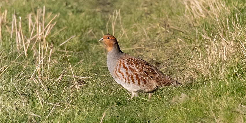 Partridge bird in Sorsan Wildlife Sanctuary, illustrating the region's rich diversity.