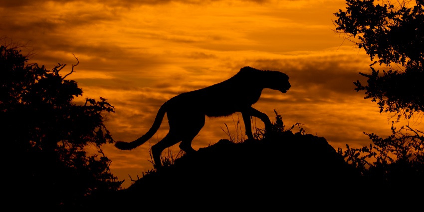 A cheetah silhouetted against a vibrant sunset, showcasing its sleek form and grace.