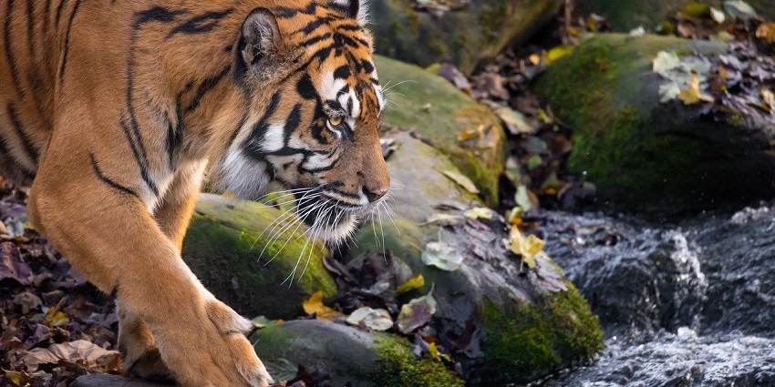 A mesmerising view of an orange and black tiger in a lush forest during the daytime.