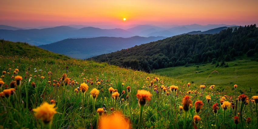 The sun rising above the vast green fields, housing several vibrant flowers all around.