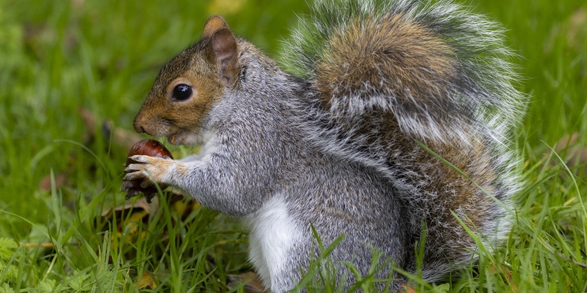A close-up of a squirrel perched on a tree branch, its small paws holding onto the bark at Jawai National Park.
