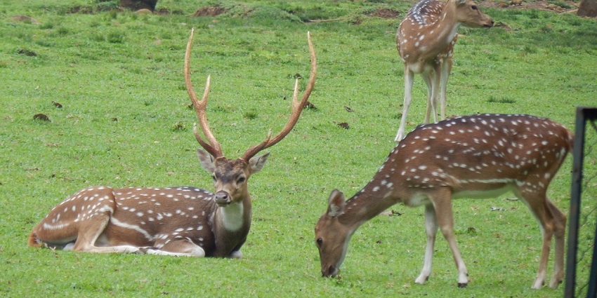 Deer near Jamwa Lake in Jamwa Ramgarh Wildlife Sanctuary, highlighting the area's wildlife.