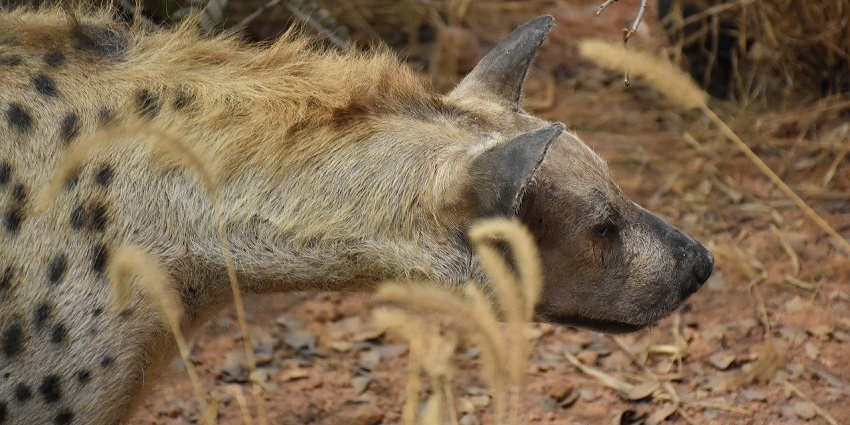 Hyena in Ramsagar Wildlife Sanctuary, illustrating the diverse wildlife of the region.