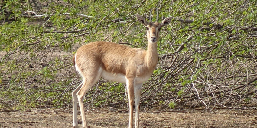 Wildlife in their natural habitat at Jaisamand Wildlife Sanctuary
